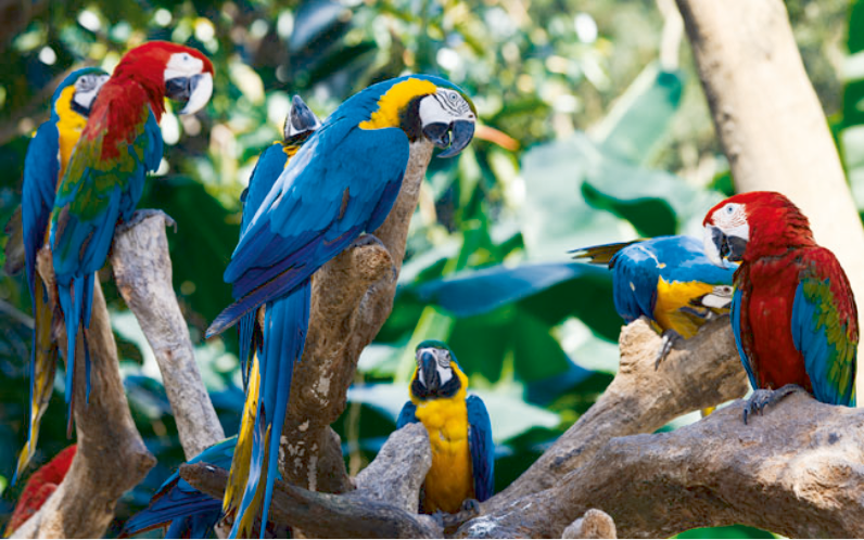 Amazonia Visit Amazonia!
